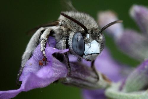 Réf. 239 186 : Amegilla albigena